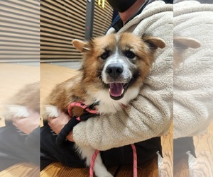 Colonial Cocker Spaniel-Unknown Mix Dogs for adoption in Agoura Hills, CA, USA