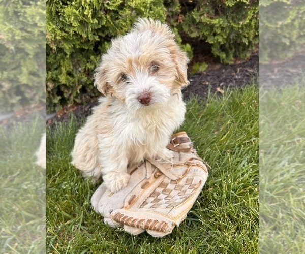 Medium Photo #2 Poo-Ton Puppy For Sale in MIDDLEBURY, IN, USA