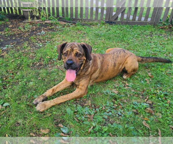 Medium Photo #2 Labrottie Puppy For Sale in Minneapolis, MN, USA