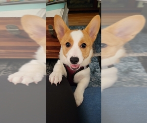 Father of the Pembroke Welsh Corgi puppies born on 06/01/2025