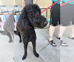 Small #1 Poodle (Standard)