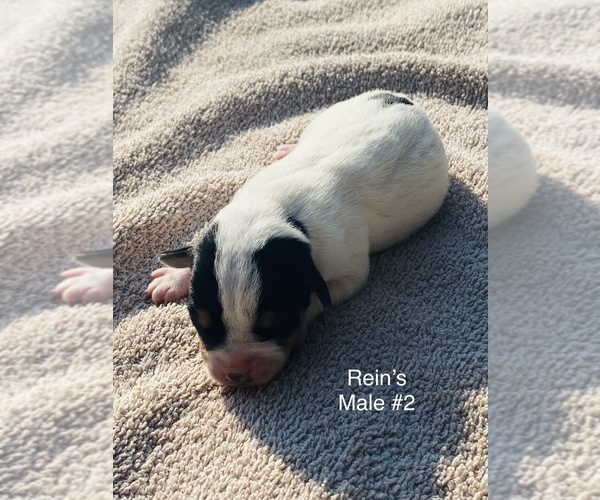 Medium Photo #2 Jack Russell Terrier Puppy For Sale in KINGSVILLE, MO, USA