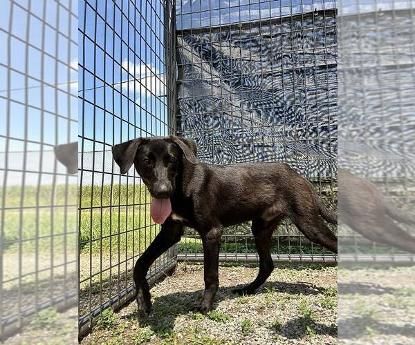 Medium Photo #3 Labrador Retriever-Unknown Mix Puppy For Sale in Abbeville, LA, USA