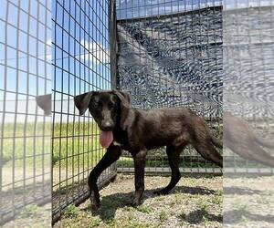 Rubel - Male Labrador Retriever-Unknown Mix Dog for Adoption - Photo #3