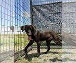 Small #2 Labrador Retriever Mix