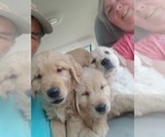 Puppy Puppy 8 Golden Retriever