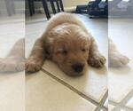 Small Photo #6 Golden Retriever Puppy For Sale in BRENTWOOD, CA, USA