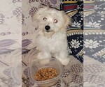 Small Photo #1 Maltipoo Puppy For Sale in HAMILTON, NJ, USA