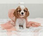 Puppy Juniper Cavalier King Charles Spaniel
