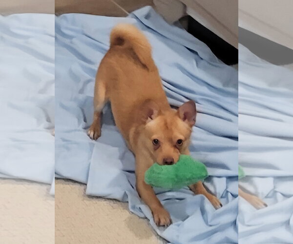 Medium Photo #3 Chihuahua-Unknown Mix Puppy For Sale in Davis, CA, USA