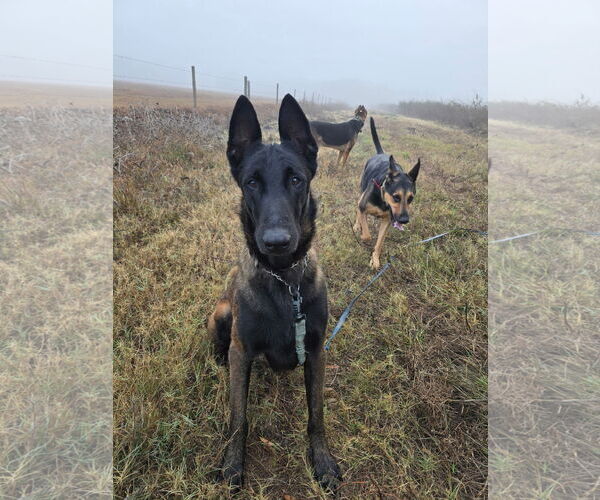 Medium Photo #1 Mutt Puppy For Sale in Stevens Point, WI, USA