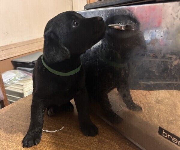 Medium Photo #1 Labrador Retriever Puppy For Sale in ROLLA, MO, USA