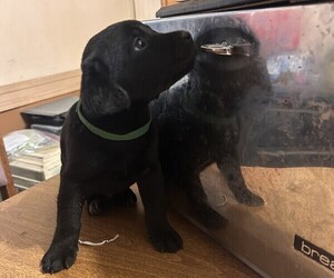 Medium Labrador Retriever