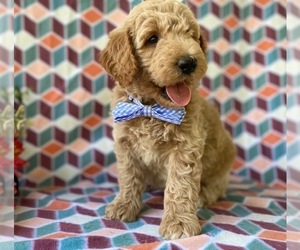 Goldendoodle (Miniature) Puppy for sale in LANCASTER, PA, USA