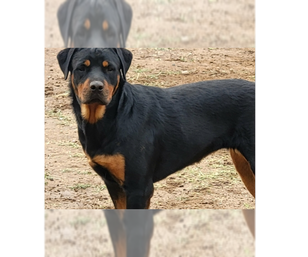 Medium Photo #1 Rottweiler Puppy For Sale in Gilbert, AZ, USA