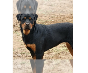 Rottweiler Dogs for adoption in Gilbert, AZ, USA