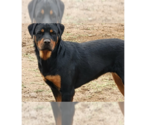 Small Rottweiler