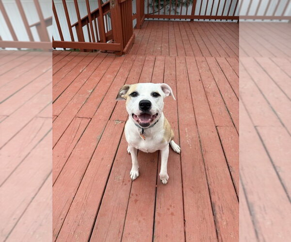 Medium Photo #14 Mutt Puppy For Sale in Boston, MA, USA