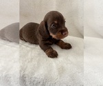 Puppy Puppy 2 Dachshund