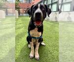 Small Great Dane-Labrador Retriever Mix