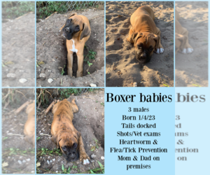 Boxer Puppy for sale in TITUSVILLE, FL, USA