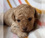 Puppy Puppy 2 Cavapoo (Miniature)