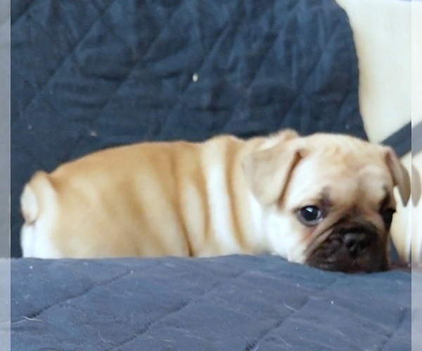 Medium Photo #41 French Bulldog Puppy For Sale in MANHATTAN, NY, USA