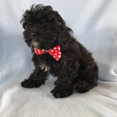 Poodle (Standard)-Shih Tzu Mix Puppy for sale in HONEY BROOK, PA, USA
