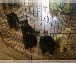Chow Chow Puppy for sale in WARNE, NC, USA