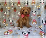 Small #8 Cavapoo (Miniature)