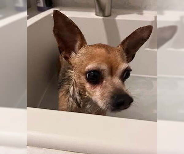 Medium Photo #3 Chihuahua-Unknown Mix Puppy For Sale in Davis, CA, USA