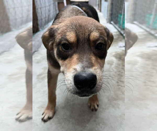 Medium Photo #3 Mutt Puppy For Sale in Crystal, MN, USA