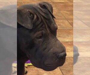 Bear - Male Mutt Dog for Adoption - Photo #3