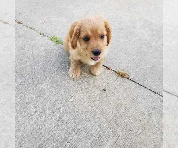 Medium Photo #4 Cavapoo Puppy For Sale in ORRVILLE, OH, USA