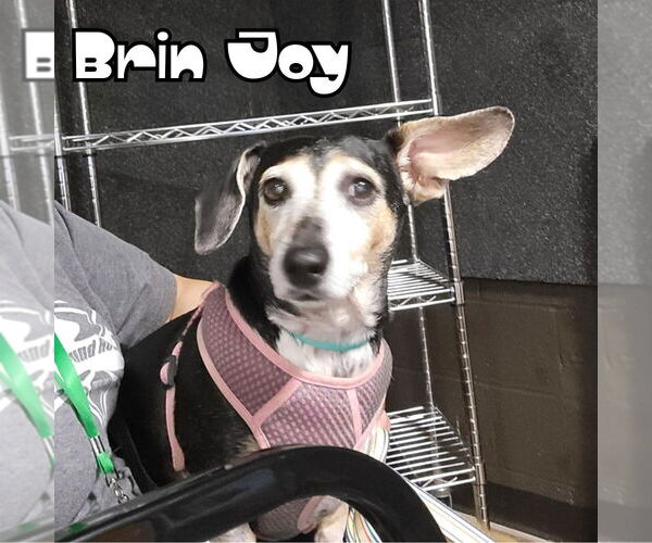 Medium Photo #24 Dachshund Puppy For Sale in San Antonio, TX, USA