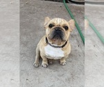 Small Photo #1 French Bulldog Puppy For Sale in RIVERSIDE, CA, USA