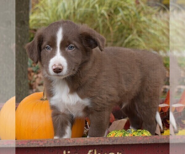 Medium Photo #5 Collie Puppy For Sale in PAXINOS, PA, USA
