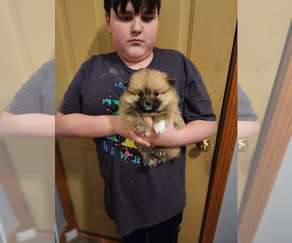 Medium Photo #2 Pomeranian Puppy For Sale in MIDDLEBORO, MA, USA