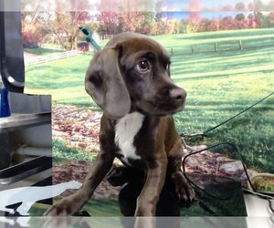 Cheagle Dogs for adoption in Moreno Valley, CA, USA