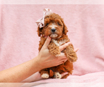 Small #3 Cavapoo (Miniature)