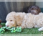 Small Photo #12 Aussie-Poo-Poodle (Miniature) Mix Puppy For Sale in PIONEER, CA, USA