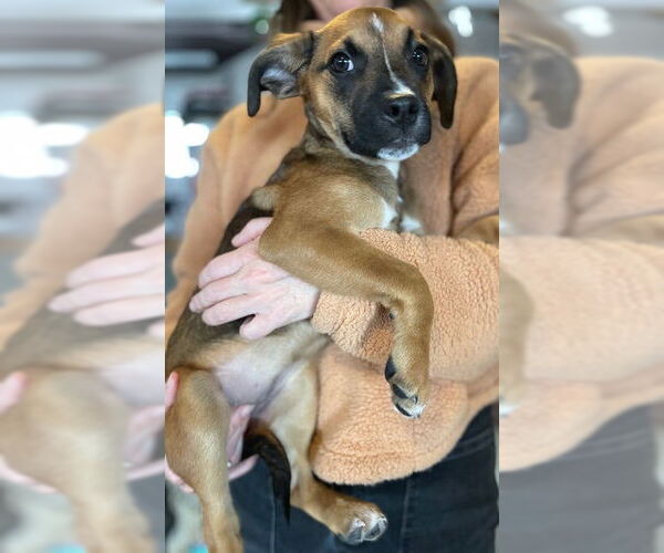 Medium Photo #2 Chihuahua-Unknown Mix Puppy For Sale in St. Louis Park, MN, USA