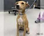 Small #1 Labrador Retriever Mix