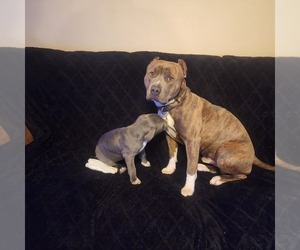 American Bully Dog for Adoption in COLORADO SPRINGS, Colorado USA