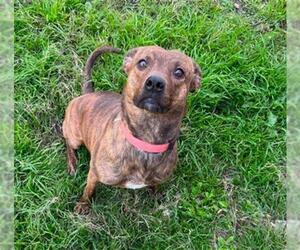 Labrador Retriever Dogs for adoption in San Antonio, TX, USA