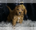 Small Photo #13 Cavapoo Puppy For Sale in WARSAW, IN, USA