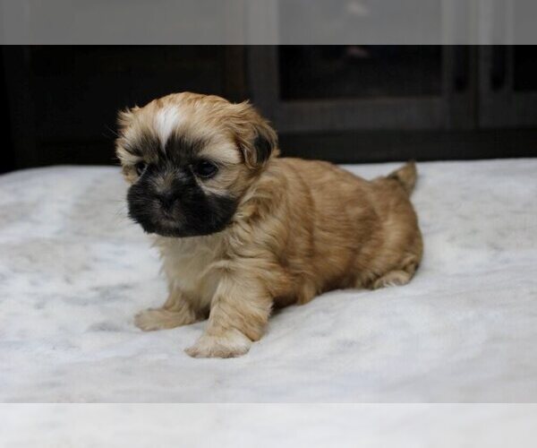 Medium Photo #1 Shih Tzu Puppy For Sale in CHARLOTTE, NC, USA