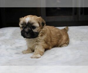 Shih Tzu Puppy for sale in CHARLOTTE, NC, USA