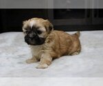 Small Shih Tzu