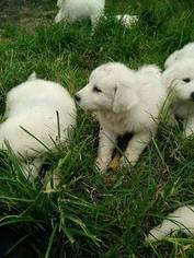 Great Pyrenees Puppy for sale in MOODY, MO, USA